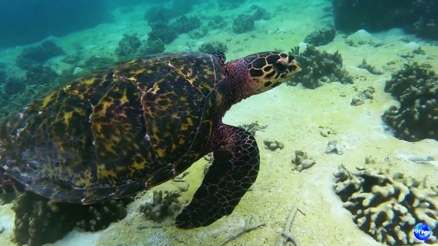 Дёшево на Мальдивы Cheap In The Maldives