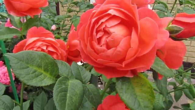 Мой Розовый Сад 2020г. Роза Саммер Сонг ( Д.Остин)и Нахема (плетистая).