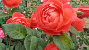 Мой Розовый Сад 2020г. Роза Саммер Сонг ( Д.Остин)и Нахема (плетистая).