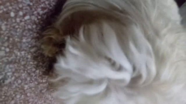 Meu cachorro Maltês (Ducke) lambendo/puxando o pêlo das patas смотреть онлайн