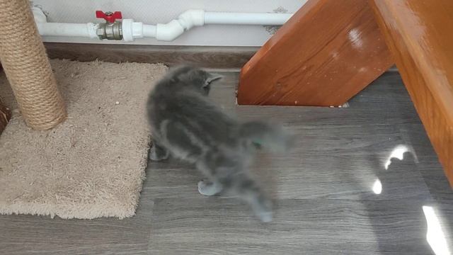 Наши британчата. Кому достанется мышка? смотреть онлайн