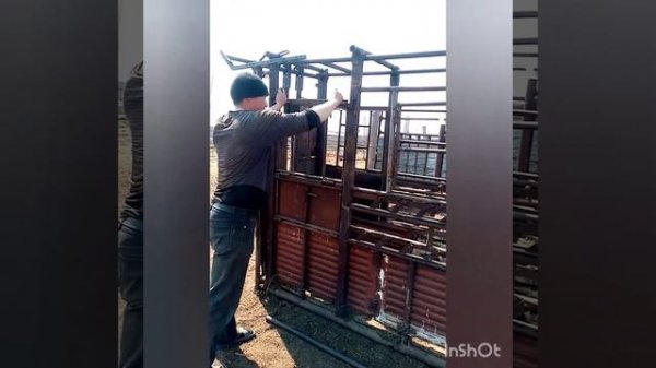 Раскол для КРС и Лошадей