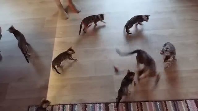 Сосчитай котов-получишь приз!)) смотреть онлайн