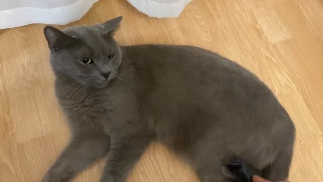 Вычёсываю шерсть у не послушного кота смотреть онлайн