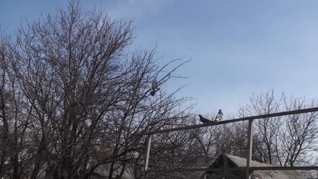 Продажа голубей и формирование цены на них смотреть онлайн