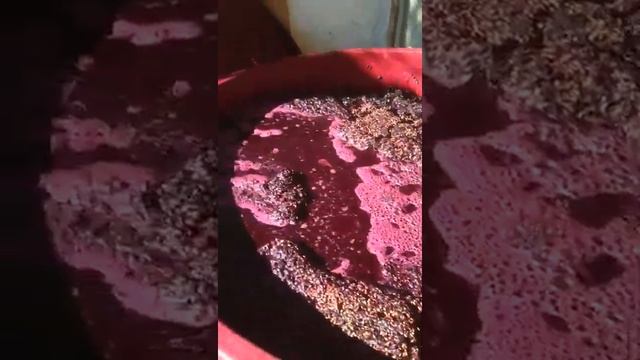 Созревание вина. смотреть онлайн