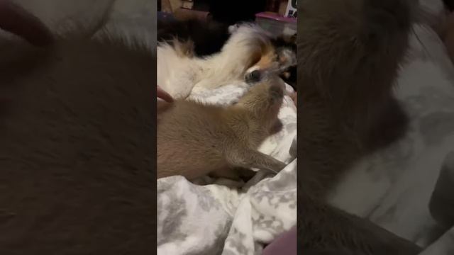 Капибарум смотреть онлайн