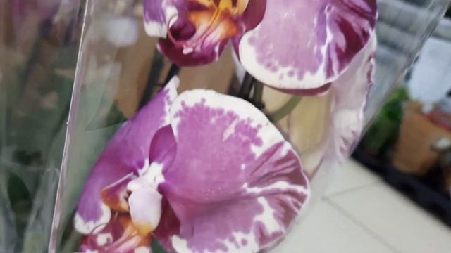 ЗАВОЗ ОРХИДЕЙ."РОСТОК" ПО УЛ.4О ЛЕТ ПОБЕДЫ ///29.05.23/// смотреть онлайн