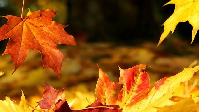 Клип,Розы Евгений Прутик смотреть онлайн