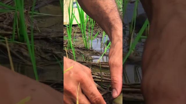 Amazing catching snails #snails #fishing #wow_fishing #short смотреть онлайн