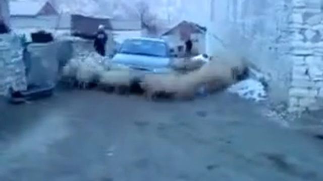 Бараны- зажигают )))) смотреть онлайн