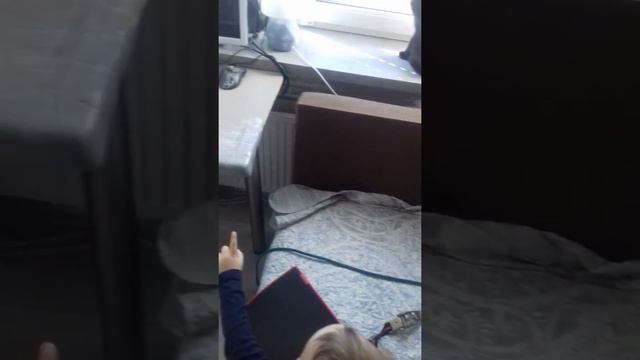 как расмешить ребенка и раздраконить кошек :) Стафф, кошки и смех Льва :) смотреть онлайн
