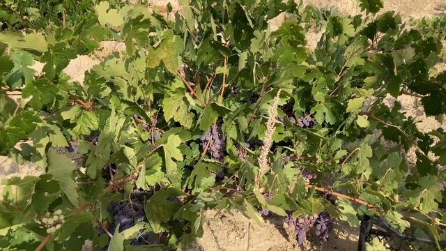Old Winery | Виноград красный и зеленый - сбор смотреть онлайн