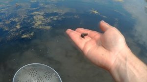 Пиявка - отличая наживка. Как легко добыть пиявку.