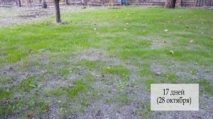 ?️Газон Своими Руками. Без Гербицидов. Мятлик, Овсяница Красная, Райграс. Результат Через ГОД.