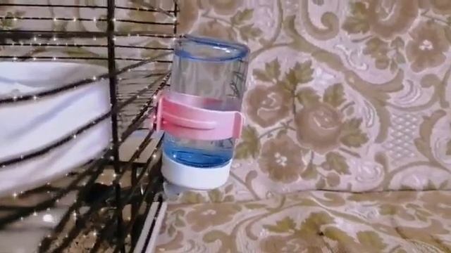 Как охладить хомяка? Что делать летом с хомяком? Как справляться с жарой? Хомяк летом!? смотреть онлайн