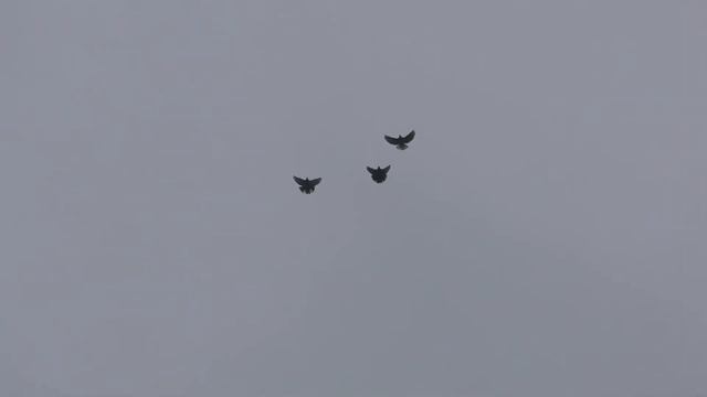 Николаевские голуби у Федора смотреть онлайн