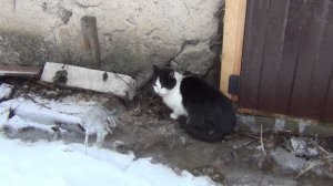 кот и ласка (the cat and the weasel)