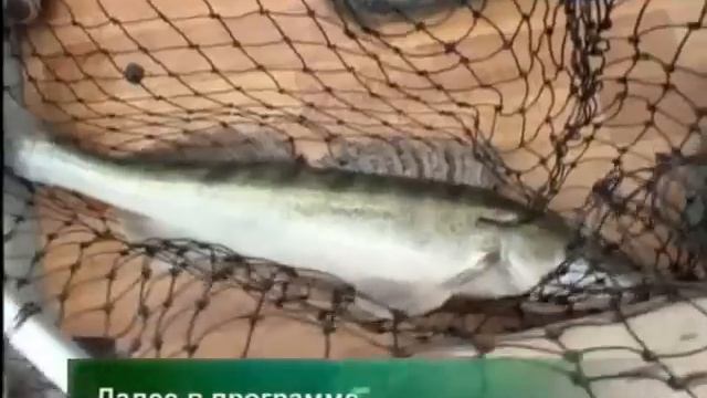 Моя рыбалка. Ловля судака в низовьях Волги смотреть онлайн