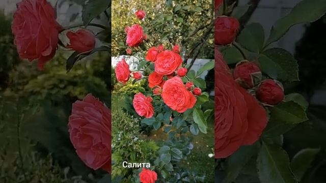 # shorts Роза Салита. смотреть онлайн