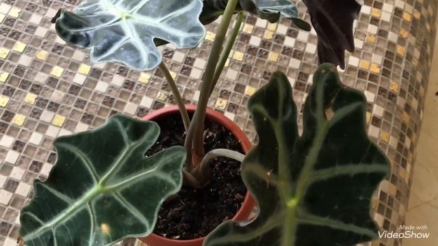 Уход и выращивание цветов и растений