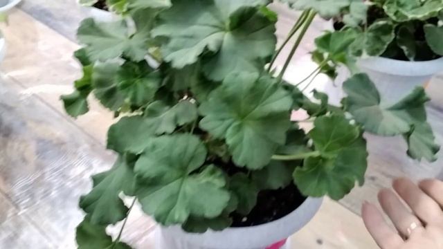 #226.Обзор зимней теплицы с пеларгониями! смотреть онлайн