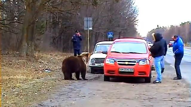 Медвежонок у дороги смотреть онлайн