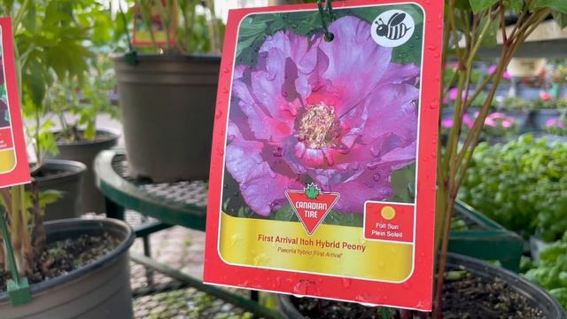 花店卖的伊藤牡丹Itoh Peony - 看看品种和价格（地址已经更正。留言区已经有高手出现）