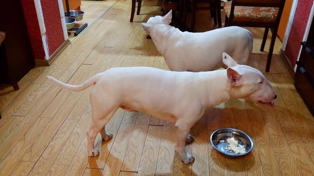 Снап и Дэнни Бультерьеры - Долгоиграющий творог 🤪 смотреть онлайн