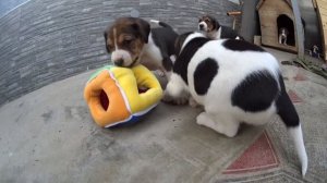 Выбор щенка русской пегой гончей 20170514 Краснодарский край