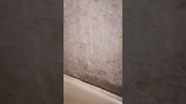 Как просто очистить стену от побелки и водоэмульсионной краски смотреть онлайн