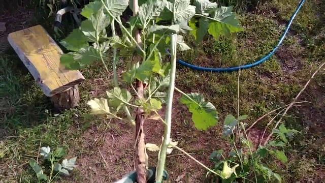 Как зимует Малина Карамелька в Сибири