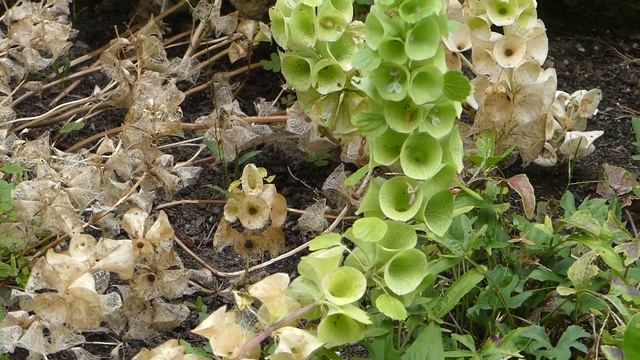Moluccella Laevis L. čes. Molučenka Hladká Angl. Bells-of-ireland