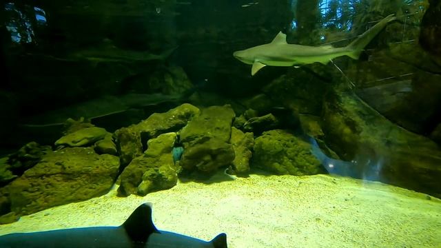 Океанариум в Екатеринбурге смотреть онлайн