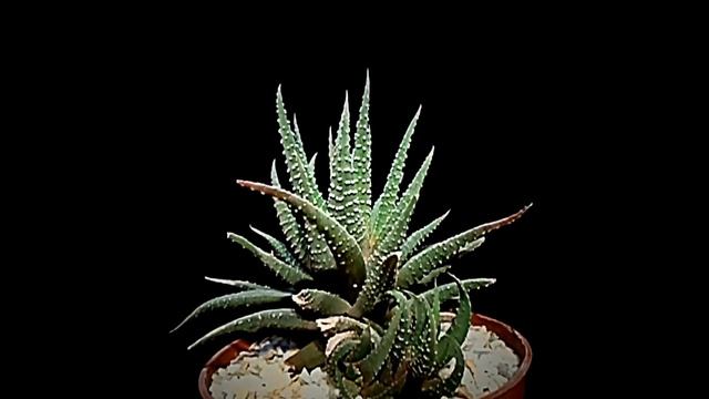 Botanic - Haworthia Fasciata