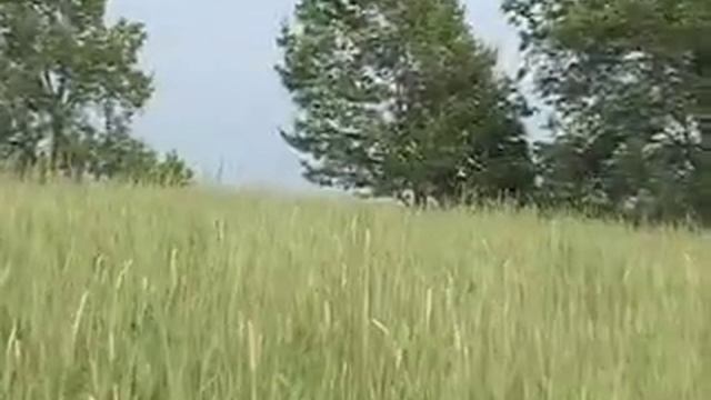 Groovy V: GreenSprings Eco-Cemetery смотреть онлайн