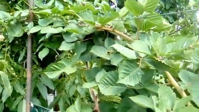 Ежевика ,,НАТЧЕЗ,, смотреть онлайн