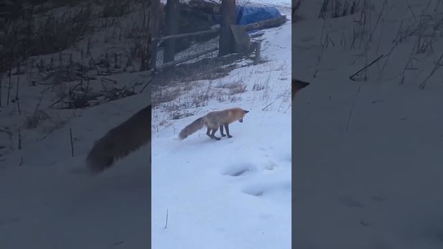 Нырок. Охота . Лисица и мышь #животные #природа #лиса #лисица #мышь #охота #еда смотреть онлайн