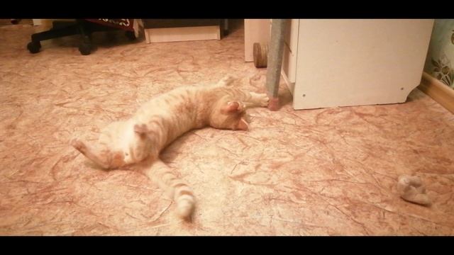 Маленький любитель кошачьей мяты? смотреть онлайн