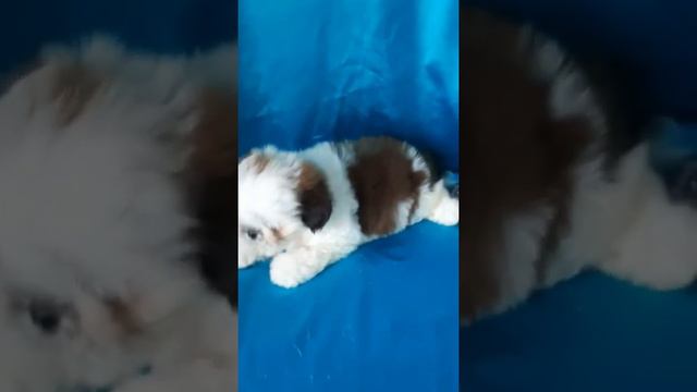 Мальчик ши-тцу смотреть онлайн