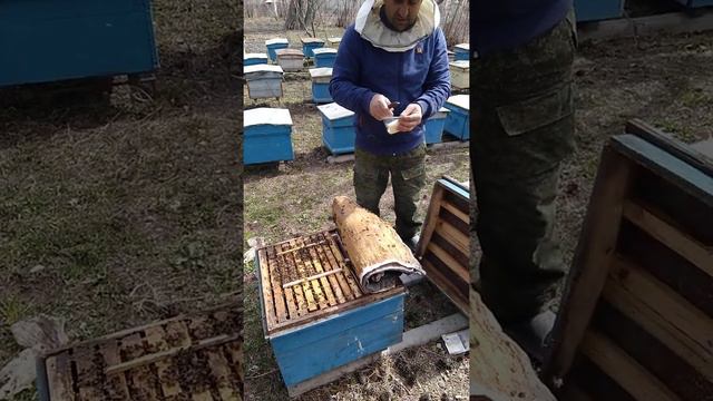Վարատոզի բուժումը մրջննաթթվով апиформинмуравинка .