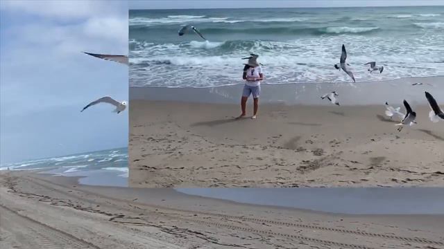 Hollywood Beach, February 2020☀️🌊🌴🏖СОЛНЦЕ-ЧАЙКИ-ОКЕАН 😍 смотреть онлайн
