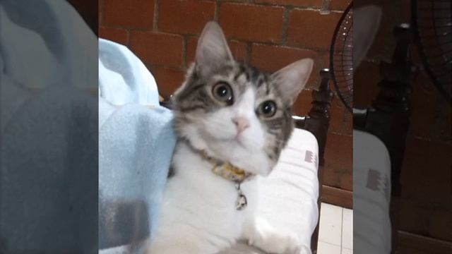 #Котик #Кот #прогулка #cat #cats #cute #трехлапый #бедняга Такой вот котик лежал недалеко от нас, смотреть онлайн