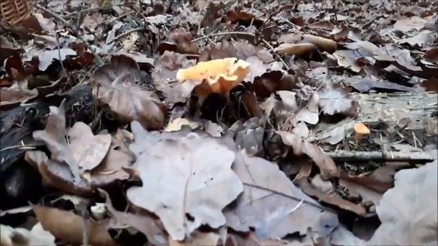 Houby?24.11.2019-Hřib hnědý, Boletus badius? смотреть онлайн