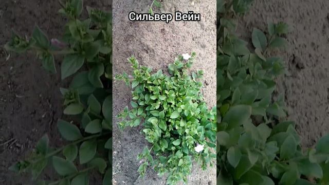 Петунии Тайдал Вейф в открытом грунте, месяц после высадки смотреть онлайн