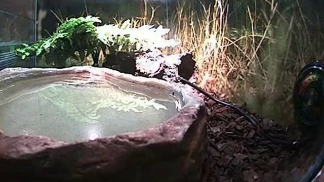 2012-10-4, Webcam thamnophissirtalis смотреть онлайн