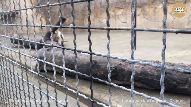 Тигрята знакомятся с мандаринкой :) Таган. Крым | Tiger cubs meet tangerine смотреть онлайн