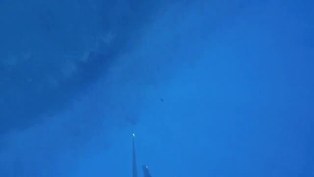 Salida de apnea en Playa del Carmen смотреть онлайн