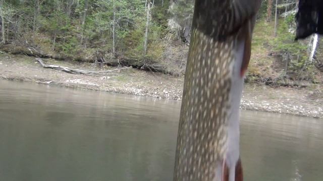 Можно ли засунуть руку в пасть Щуки Рыбалка 2018 Рыбалка на щуку 2018 ловля щуки зуб щуки рот щуки смотреть онлайн