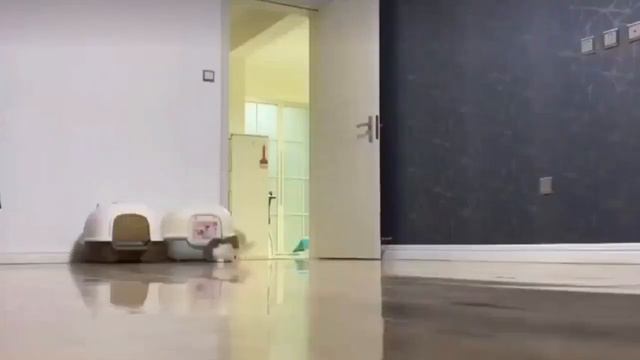 so cute.....short legs cat💖 смотреть онлайн